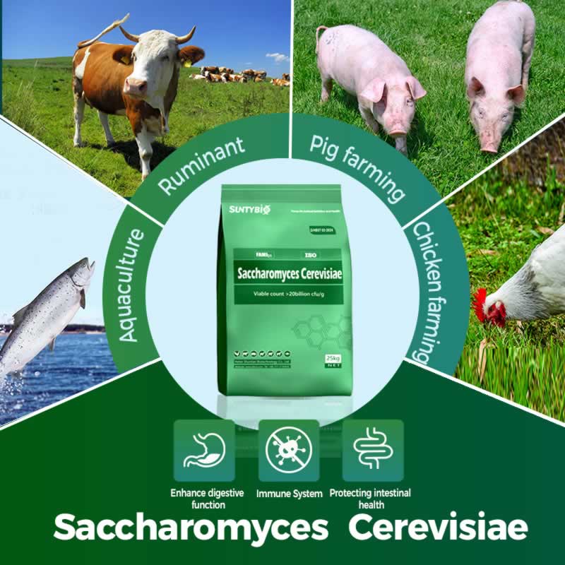 Domaines d'application et preuves scientifiques de la levure de brasserie de qualité alimentaire