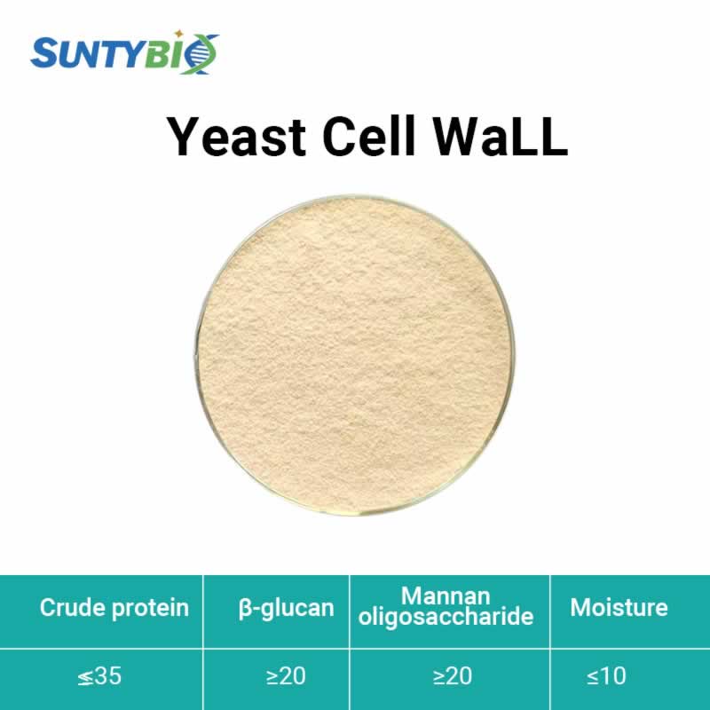 Paroi cellulaire de levure