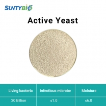 Levure active (Saccharomyces cerevisiae)