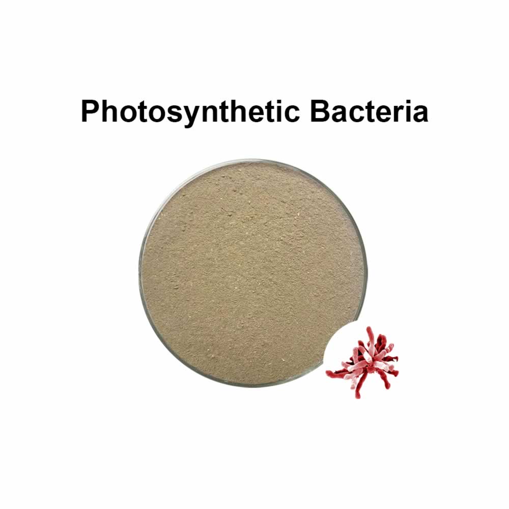 Bactérie photosynthétique│Rhodopseudomonas palustris│PSB