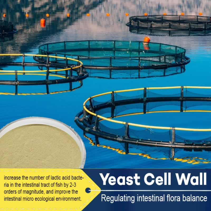 Avantages de la paroi cellulaire de levure en aquaculture